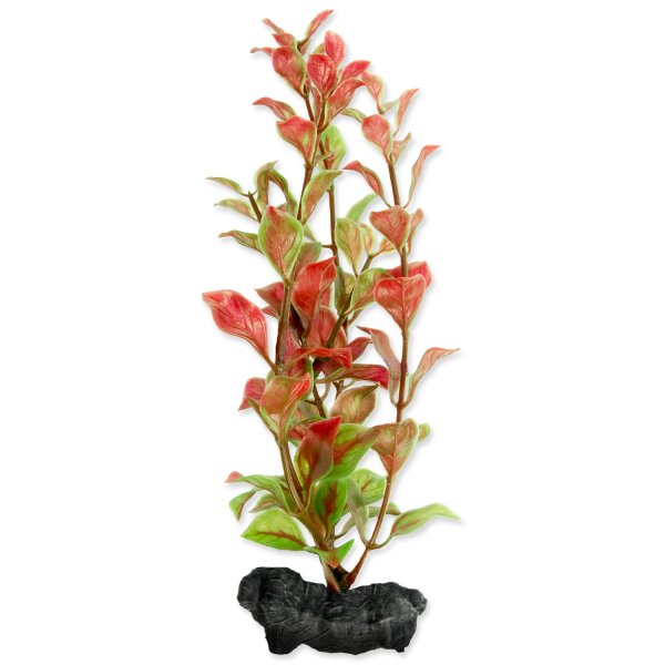Rastlina TETRA Red Ludwigia S